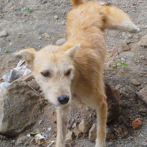 A dog is found in lene 13, hill area, Paramhansa Nagar, Paud Road, Kothrud