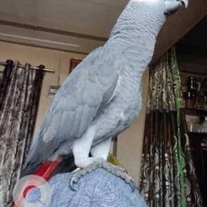 African Grey Parrot is missing from Sanpada Sector 4-2