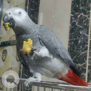 African Grey Parrot is missing from Sanpada Sector 4