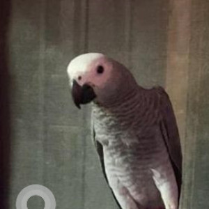 My African grey parrot named butter went missing