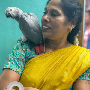 My African grey parrot named butter went missing-2