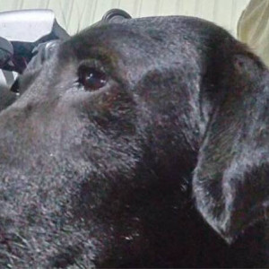 India dog found in Baner Pashan link road-2