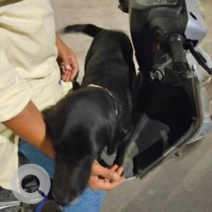 India dog found in Baner Pashan link road