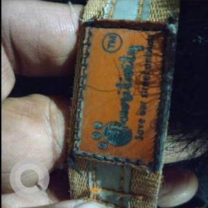 India dog found in Baner Pashan link road-3