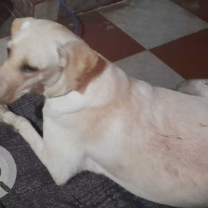 Labrador dog found in maduma nagar, Perambur-3