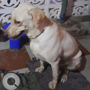 Labrador dog found in maduma nagar, Perambur