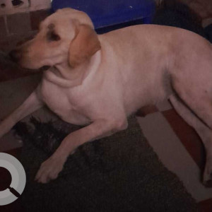 Labrador dog found in maduma nagar, Perambur-2