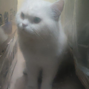 Persian cat is found  in Bengaluru