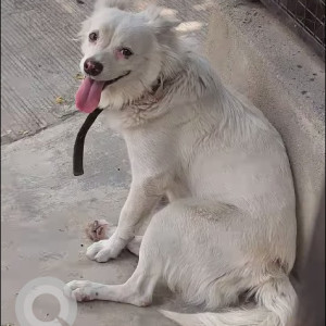 Pet dog  found in road 7 Lakshmi Megatownship-2