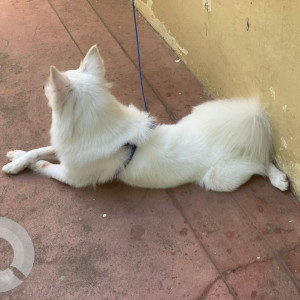 Missing: White Male Indian Spitz Dog from Thiruvalluvarpuram, 2nd st, Choolamedu, Ch-94-3
