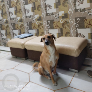 Missing: Brown Female indie Dog from 9 block Ramesh nagar