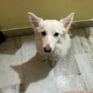 Missing: White Male Indian Spitz Dog from Thiruvalluvarpuram, 2nd st, Choolamedu, Ch-94-2