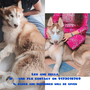 Missing: Black and White Male Husky Dog from Shree Balaji Upvan