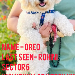 Missing: White Male Lhasa Dog from Rohini Sector 6