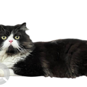 A Black and White Persian Cat Missing from Chennai
