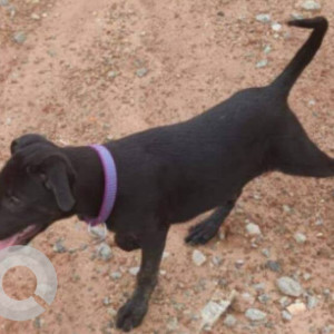 Indie Labrador mix dog is missing from Huskuru near Electronic City-2