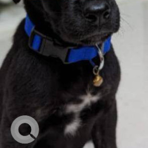 Indie Labrador mix dog is missing from Huskuru near Electronic City-3