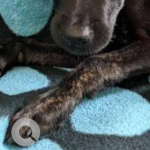 Indie Labrador mix dog is missing from Huskuru near Electronic City-4