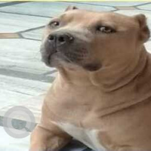 A pet dog is missing from kurukshetra Jhansa Layalpur-2