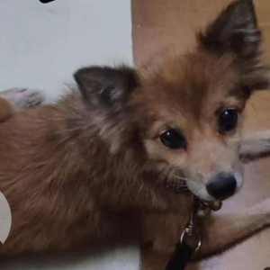 Female pomernian dog is missing from Phanas pada, near Gaondevi Mandir-2
