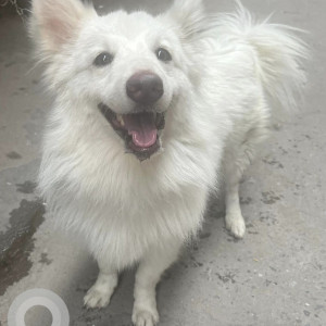 Pomeranian dog is found in near Azadpur, Rameshwar nagar-2