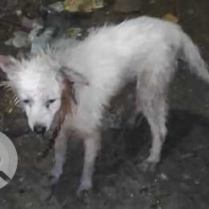 The dog was spotted near the garbage bin in AJ block, Anna Nagar,7th Main road