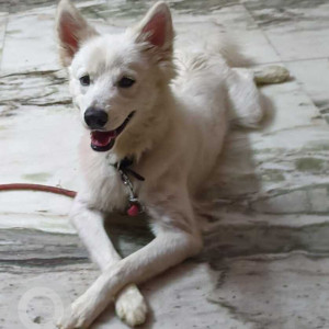 Pomeranian dog is missing from Kadthal Village Sreesailam Road-2