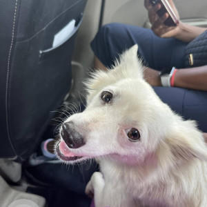 A Pomerian dog is found in Saket Colony-2