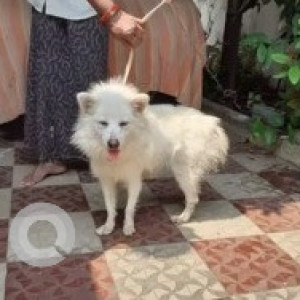 A pomerian dog is missing from Simhagiri Colony Gajuwaka