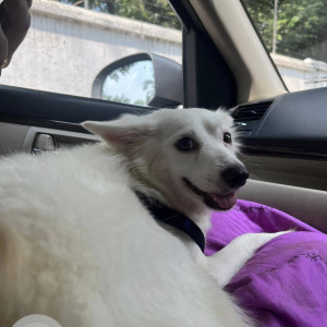 A Pomerian dog is found in Saket Colony