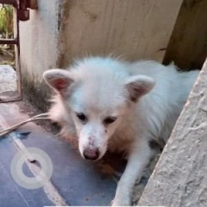A pomerian dog is missing from Simhagiri Colony Gajuwaka-3