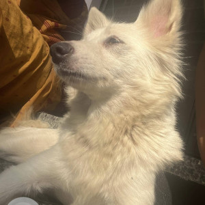 A Pomerian dog is found in Saket Colony-3