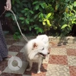 A pomerian dog is missing from Simhagiri Colony Gajuwaka-2