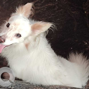 A Pomeranian dog is spotted in JC nagar near  Rajajinagar metro station-2