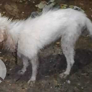 The dog was spotted near the garbage bin in AJ block, Anna Nagar,7th Main road-2