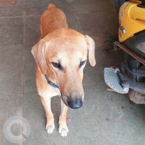 Indie dog is missing from Portavaddo Siolim-2