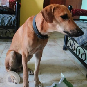 Indie dog is missing from Portavaddo Siolim