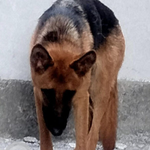 German Shepherd is found  from Pirangut Urawane Area-2