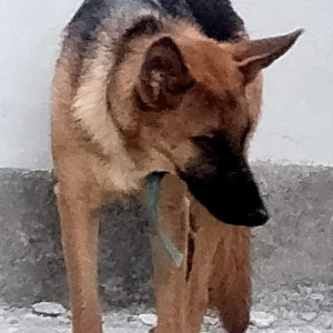 German Shepherd is found  from Pirangut Urawane Area