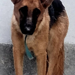 German Shepherd is found  from Pirangut Urawane Area-3