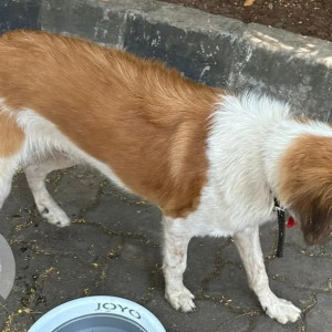 New unsterilised male dog in Bhosale nagar, near Pune university-3