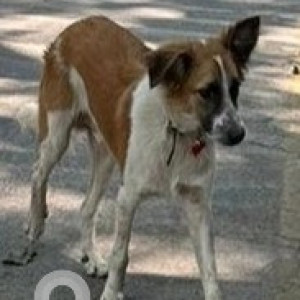 New unsterilised male dog in Bhosale nagar, near Pune university-2