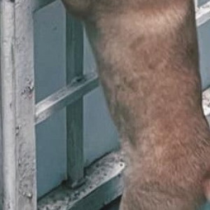 A dog is found in Bengaluru-3