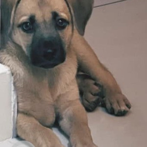 A dog is found in Bengaluru