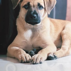 A dog is found in Bengaluru-2
