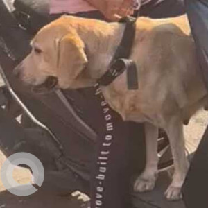 Found female labrador  romaing in puruswalkkam-2