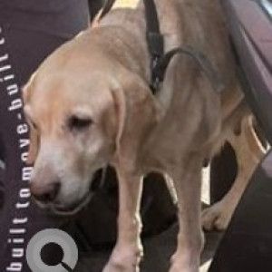 Found female labrador  romaing in puruswalkkam