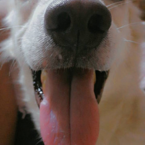 My pet Cubie is missing. Please help me to find him-3