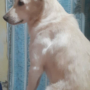 My pet Cubie is missing. Please help me to find him-2