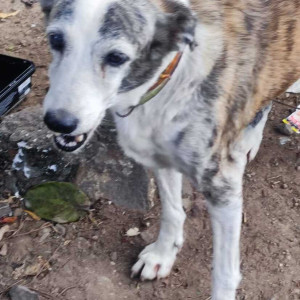 Dog  run off from  Sunshree Gold society, NIBM Road-2